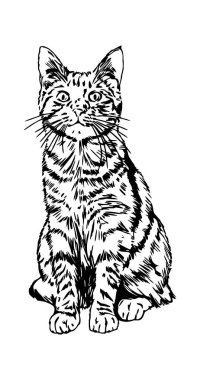 Doğrudan izleyiciye bakan evcil bir kedinin siyah beyaz çizimi