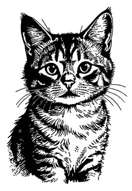 Çizgili kürklü, büyük gözlü ve kulaklı bir kedinin siyah beyaz çizimi odaklanmış bir bakışla doğrudan izleyiciye bakıyor..