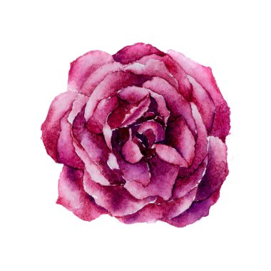 Bahçedeki güzel kırmızı gül beyaz arka planda suluboya el boyasıyla boyanmış. Metinleriniz, dokularınız, sanat eserleriniz, yaratıcı duvar kağıtlarınız ya da cilt ürünleriniz için boş bir yer var.