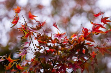 Japonya 'da sonbaharda renkli akçaağaç yapraklarının ya da Momijigari' nin doğal dokusu. Güneşin günbatımında dramatik sarı ve turuncu gökyüzü. Alanın resim derinliği.