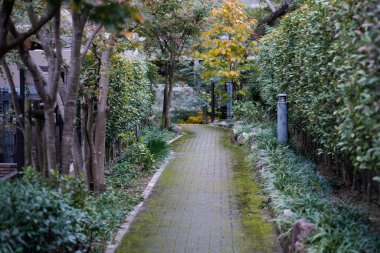 Ağaçlı güzel bir sonbahar parkı.