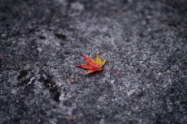 Japonya 'da sonbaharda kırmızı akçaağaç yaprağı ya da Momijigari yaprağı