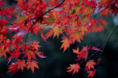 Japonya 'da sonbaharda renkli akçaağaç yapraklarının ya da Momijigari' nin doğal dokusu. Güneşin günbatımında dramatik sarı ve turuncu gökyüzü. Alanın resim derinliği.