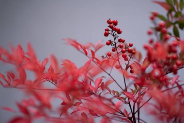 Japonya 'dan Nandina meyvesi. Renkli kış meyveleri.