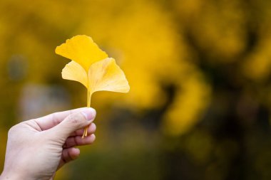 Japonya 'da sonbaharda elinde sarı Ginkgo biloba yaprakları ya da Momijigari yaprakları tutan bir adam. Güneşin günbatımında dramatik sarı ve turuncu gökyüzü. Alanın resim derinliği.