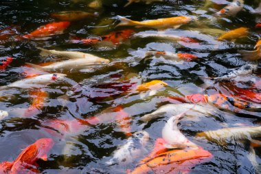 Gölgeli bir gölde yiyecek var mı diye bakmak için havuzda yüzen balığın hareketine bakın. Yumuşak hafif ton.