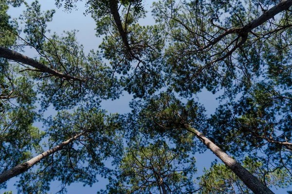 Tallskog Grönt Skogslandskap Underifrån Med Blå Himmel — Stockfoto