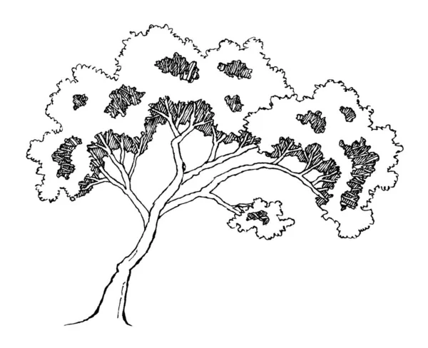 Tree Country House Garden Black Line Hand Drawn Painting Paper — стокове фото