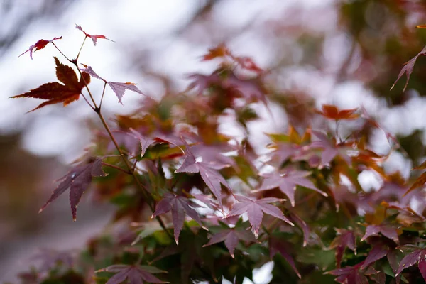 日本秋天的枫叶或百吉嘉丽的自然质感 夕阳西下 黄橙色的天空戏剧化 场的图像深度 — 图库照片