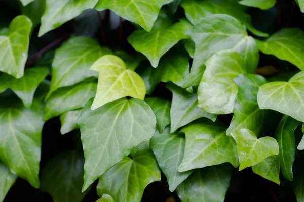 stock image green leaves in the garden