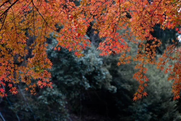 Den Naturliga Konsistensen Färgglada Lönnlöv Eller Momijigari Hösten Japan Ljus — Stockfoto