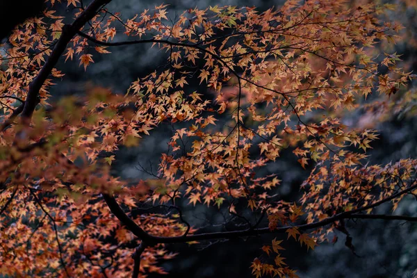 日本の秋には紅葉や紅葉の自然な風合いがあります 劇的な黄色とオレンジの空と太陽の光の夕日 視野の深さ — ストック写真