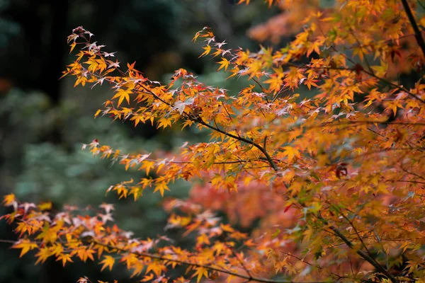 Natuurlijke Textuur Van Kleurrijke Esdoorn Bladeren Momijigari Herfst Japan Lichte — Stockfoto