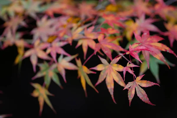 Textura Natural Hojas Arce Colores Momijigari Otoño Japón Atardecer Ligero — Foto de Stock