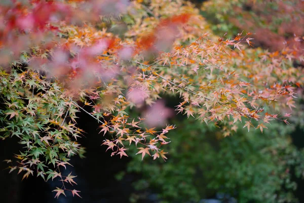 Natuurlijke Textuur Van Kleurrijke Esdoorn Bladeren Momijigari Herfst Japan Lichte — Stockfoto