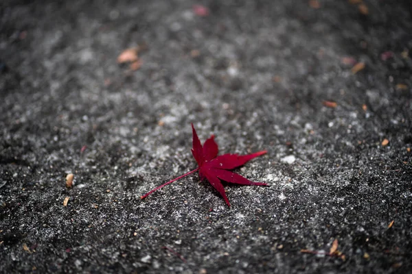 Φύλλο Κόκκινου Σφενδάμου Momijigari Φθινόπωρο Στην Ιαπωνία — Φωτογραφία Αρχείου