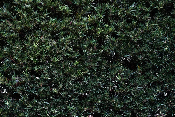 Textura Natural Das Folhas Verdes — Fotografia de Stock