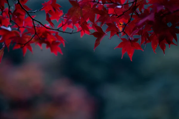 Natural Texture Colorful Maple Leaves Momijigari Autumn Japan Light Sunset — Stock Photo, Image
