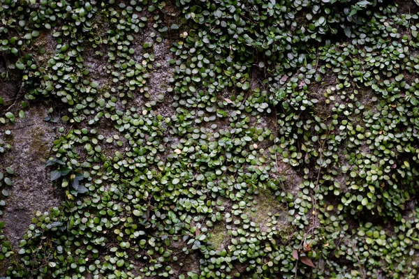 森林中潮湿的石头上的绿色植物 — 图库照片