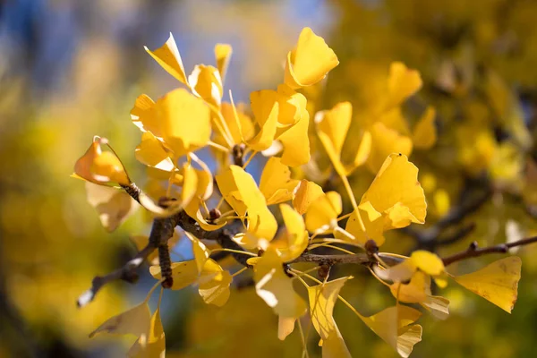 Жовте Листя Дереві — стокове фото