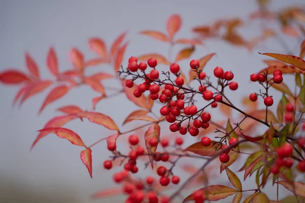 Nandina Fruit Japan Colorful Winter Berries — Stock Photo, Image