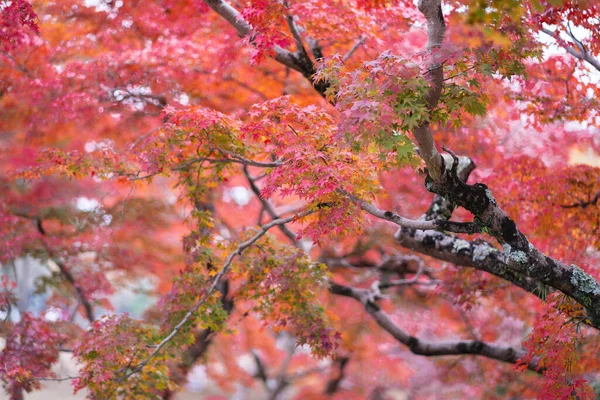 Природна Текстура Барвистого Листя Кленів Або Momijigari Восени Японії Сонячний — стокове фото