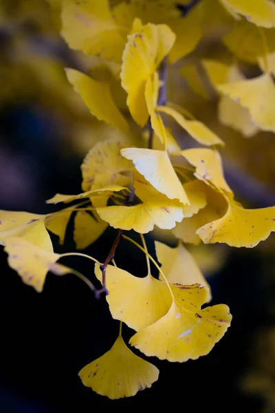 Листья Желтого Гинкго Билоба Момиджигари Осенью Японии Светлый Закат Солнца — стоковое фото