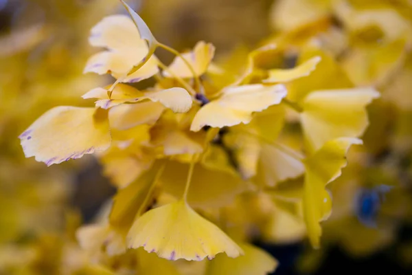 Листья Желтого Гинкго Билоба Момиджигари Осенью Японии Светлый Закат Солнца — стоковое фото