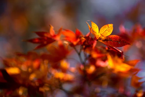 Naturalna Faktura Kolorowych Liści Klonu Lub Momijigari Jesienią Japonii Jasny — Zdjęcie stockowe
