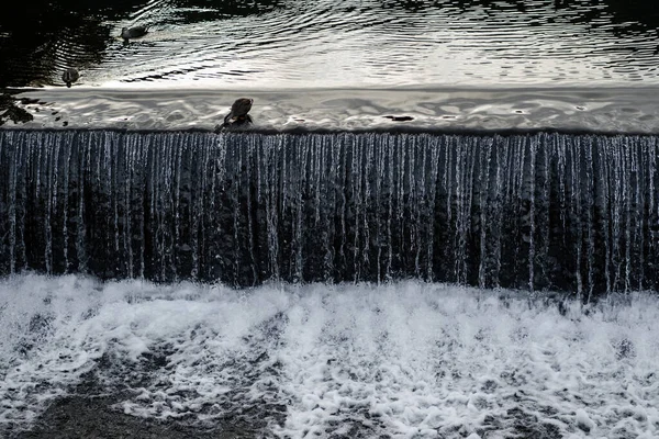 Water Flow Check Dam Ducks Swimming — Stock Photo, Image