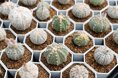 Astrofittum Asterias. Kaktüs çiftliği. Otun içinde sulu kaktüs koleksiyonu var. Küçük bitkilerin doğal arka planı.. 