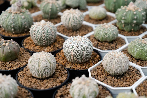 Astrofytum Asterias Farma Kaktusów Bliska Soczysty Kaktusów Kolekcji Puli Naturalne — Zdjęcie stockowe