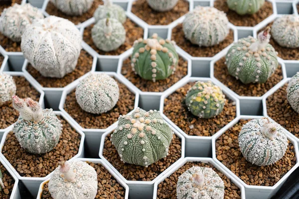 Astrofytum Asterias Farma Kaktusów Bliska Soczysty Kaktusów Kolekcji Puli Naturalne — Zdjęcie stockowe