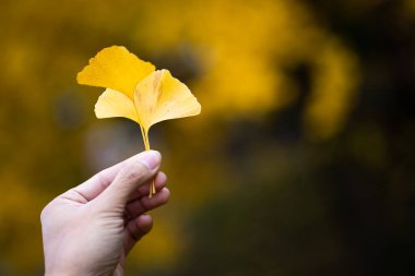 Japonya 'da sonbaharda elinde sarı Ginkgo biloba yaprakları ya da Momijigari yaprakları tutan bir adam. Güneşin günbatımında dramatik sarı ve turuncu gökyüzü. Alanın resim derinliği.