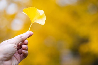 Japonya 'da sonbaharda elinde sarı Ginkgo biloba yaprakları ya da Momijigari yaprakları tutan bir adam. Güneşin günbatımında dramatik sarı ve turuncu gökyüzü. Alanın resim derinliği.
