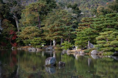 Yeşil orman manzarasında çam dalları 