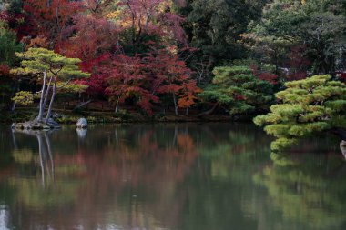 Yeşil orman manzarasında çam dalları 