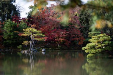 Yeşil orman manzarasında çam dalları 