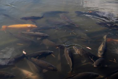 Gölgeli bir gölde yiyecek var mı diye bakmak için havuzda yüzen balığın hareketine bakın. Yumuşak hafif ton.