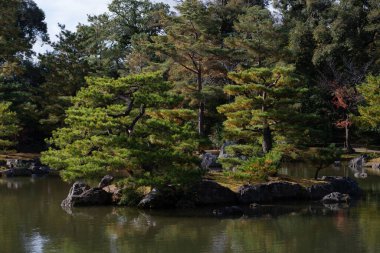 Yeşil orman manzarasında çam dalları 
