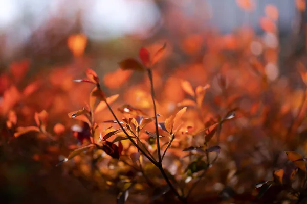 Schöne Herbstblätter Wald — Stockfoto