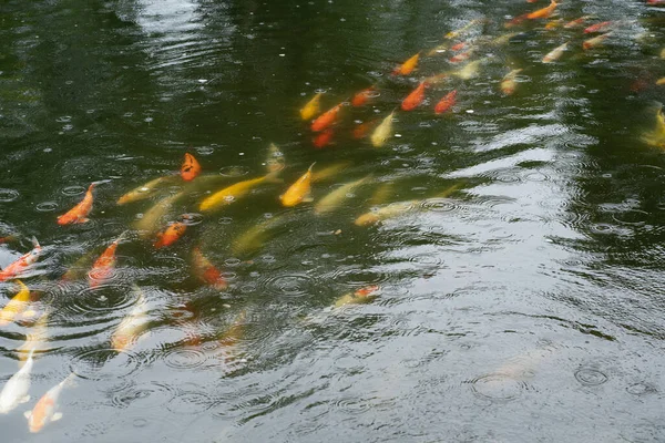 Motion Perky Carp Fish Pond Swimming See Any Food Shady — Stock Photo, Image