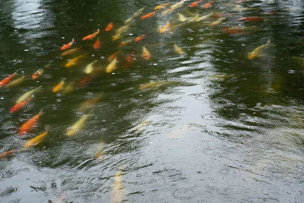 Движение Веселой Карповой Рыбы Пруду Плавающей Вверх Увидеть Еда Теневом — стоковое фото