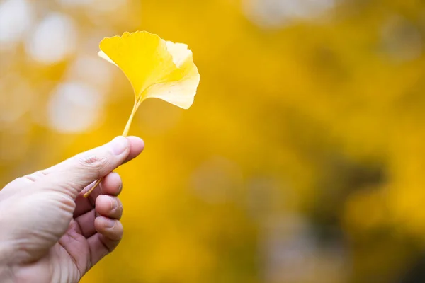 stock image man hand holding leaf of yellow Ginkgo biloba leaves or Momijigari in autumn at Japan. Light sunset of the sun with dramatic yellow and orange sky. Image depth of field.