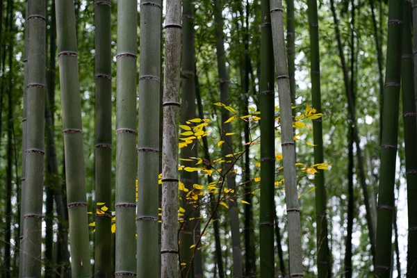 Bambuskog Parken — Stockfoto