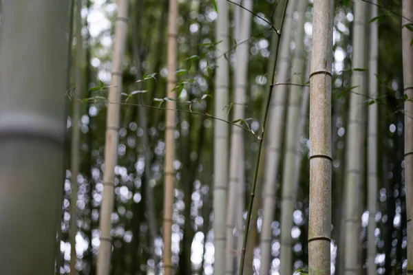 Bamboo Forest Park — Stock Photo, Image