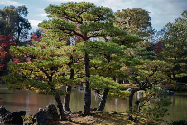 Sosna Gałęzie Drzewa Zielonym Lesie Krajobraz — Zdjęcie stockowe