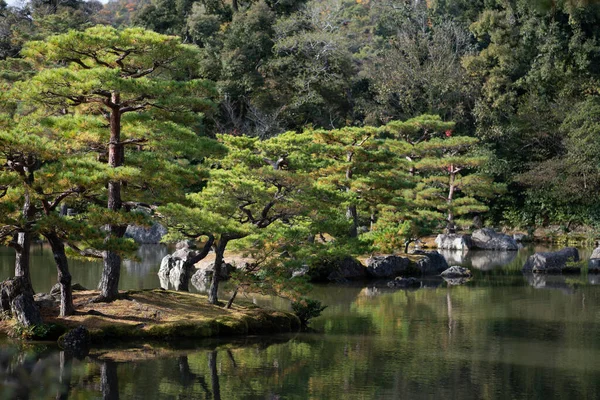 stock image Pine branches tree in green forest landscape 