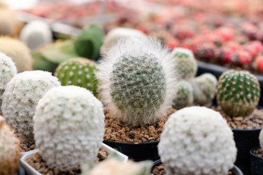 Kaktüs çiftliği. Otun içinde sulu kaktüs koleksiyonu var. Küçük bitkilerin doğal arka planı.. 