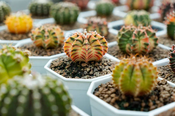 Farma Kaktusów Bliska Soczysty Kaktusów Kolekcji Puli Naturalne Tło Małych — Zdjęcie stockowe